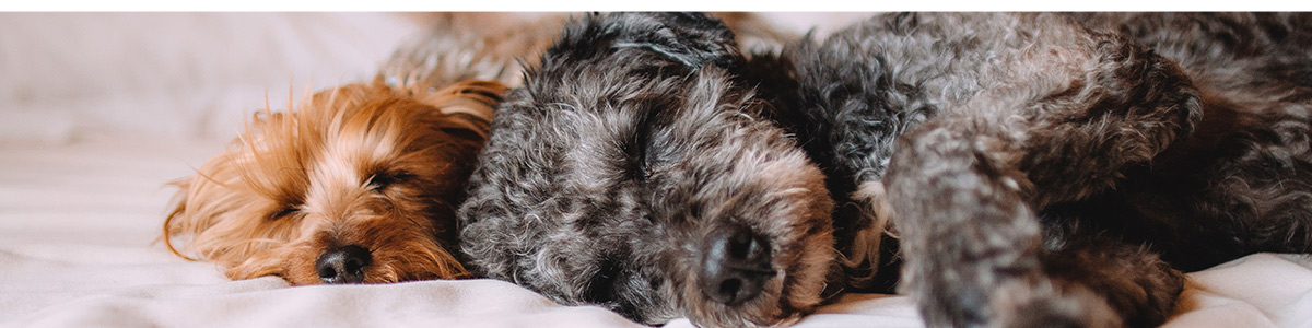 S’occuper des animaux