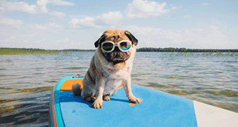 Locations de vacances avec animaux