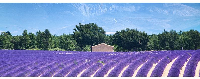 Le plateau de Valensole en Haute-Provence