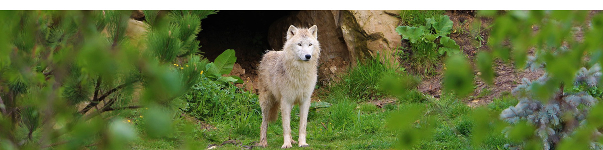 La Vallée du Cher, entre Troglodyte et Terroir